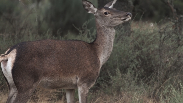 Female Deer Looking at the Camera
