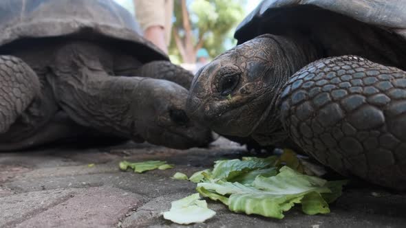 A Huge Aldabra Giant Tortoise Eats Food on a Prison Island in Zanzibar Africa alt