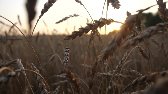 Waving Stalks of Wheat at Sunset