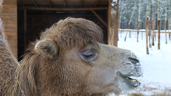 Camel on a Winter Background