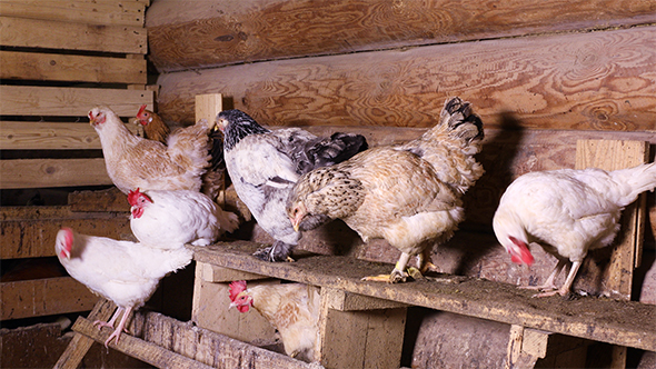 Chickens in The Henhouse