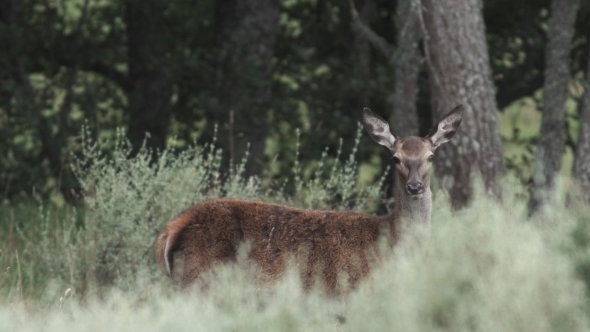 Female Deer Keeps Looking at the Camera in the Bush