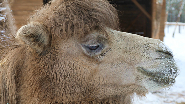 Camel Chewing Hay