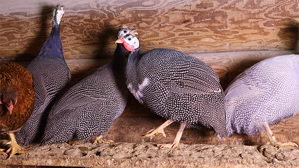Helmeted Guineafowls Sit on The Roost on The Farm