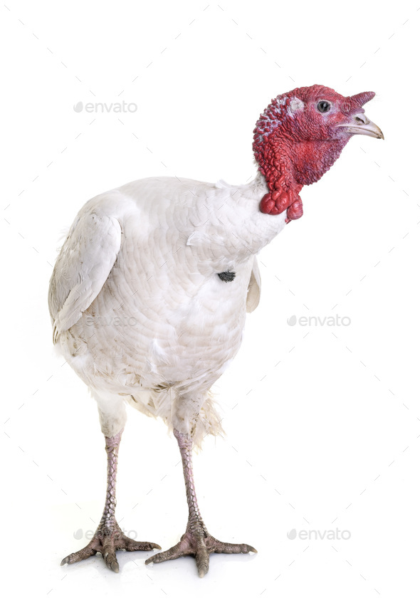 White Holland Turkey Stock Photo By Cynoclub Photodune White Holland Turkey Stock Photo Images
