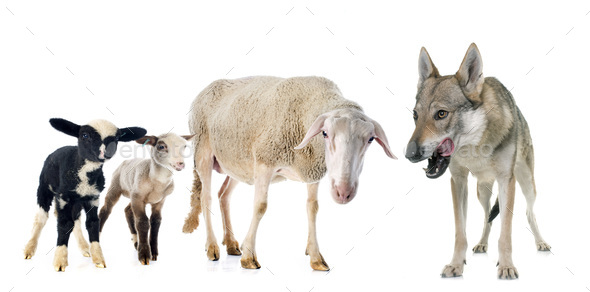 ewe, lambs and wolf