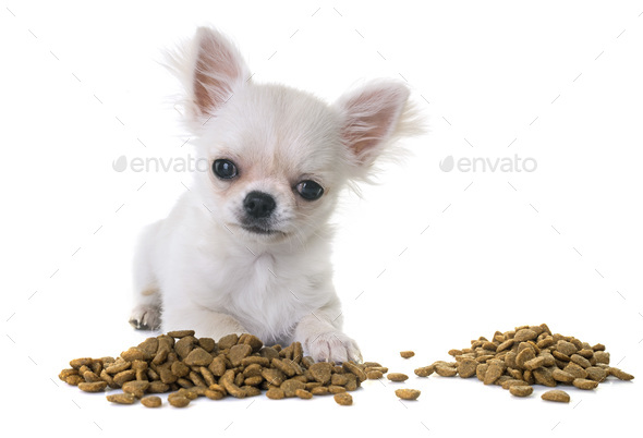 puppy chihuahua eating