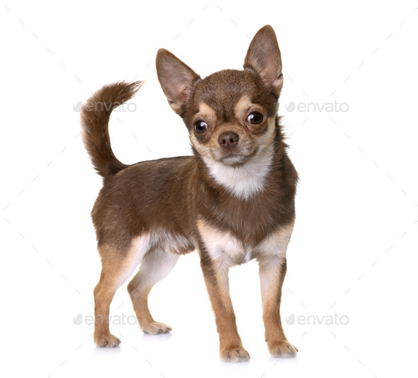 brown chihuahua in studio - Stock Photo - Images