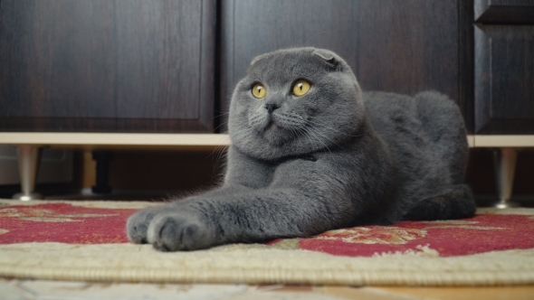 Cat Lop-eared Briton alt