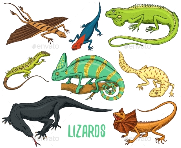 Chameleon Lizard, Green Iguana, Komodo Dragon - Animals Characters