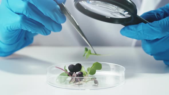 Medical Scientist Inspecting Microgreens Wearing Protective Unform Working in Laboratory alt