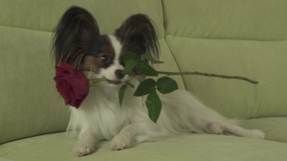 Dog Papillon Keeps Red Rose in His Mouth in Love on Valentines Day alt