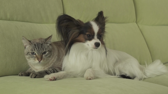Dog Papillon Looks with Fear on Cat Thai Tense Relationship Stock Footage Video alt