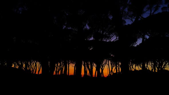 Pine Trees At Sunset