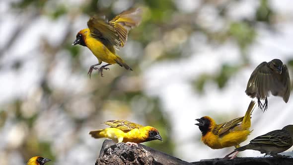 Northern Masked Weavers, Ploceus taeniopterus, group at the Feeder, in flight alt
