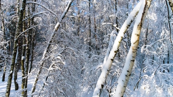 Snowy Branches in Forest. Winter Fairy Background alt