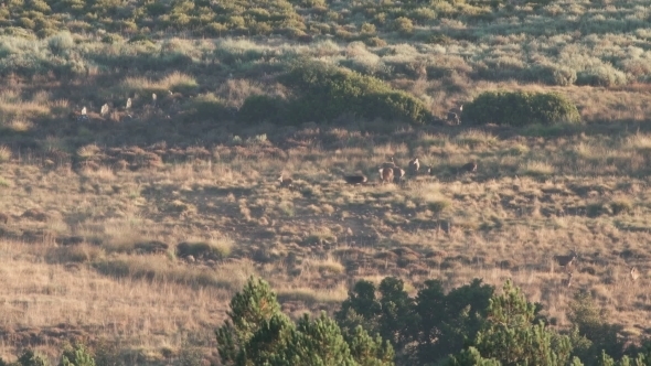 Large Group of Deer Jumping, Running and Playing