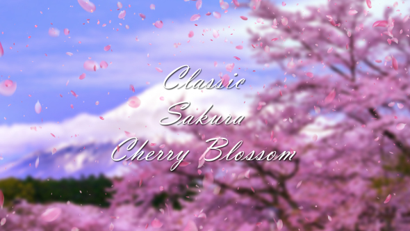 Classic Sakura Cherry Blossom