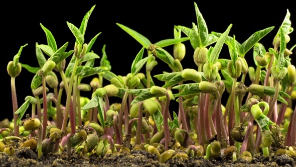 Mung Beans Germination on Black Background alt