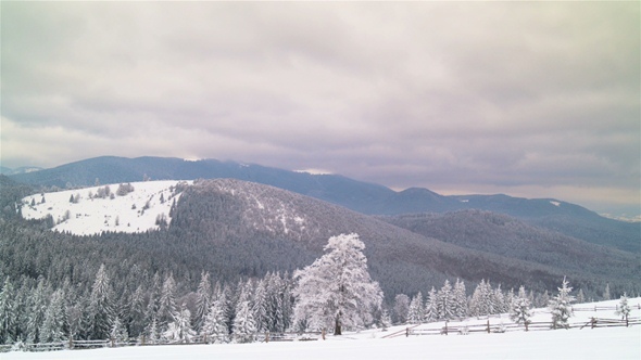 The Winter Mountain Forest alt