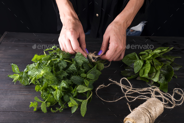 fresh grow bunch green organic mint leaf plant harvest in hand - Stock Photo - Images