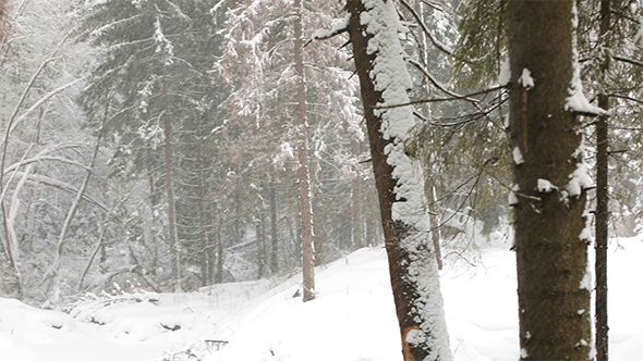 Heavy Snowfall in The Winter Forest