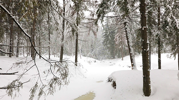 Landscape of Winter Forest