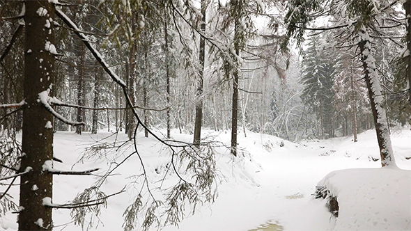 Panoramic View of Winter Forest