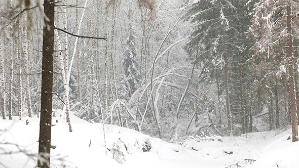 Snowfall in The Winter Forest