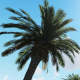 Palm Trees in Daylight - VideoHive Item for Sale