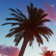 Palms at Sunset - VideoHive Item for Sale