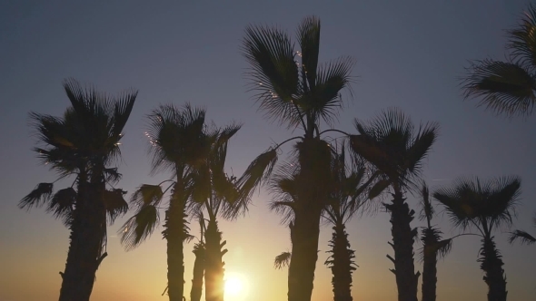 Palm Trees Blowing Against the Wind in Sunset Sky Background