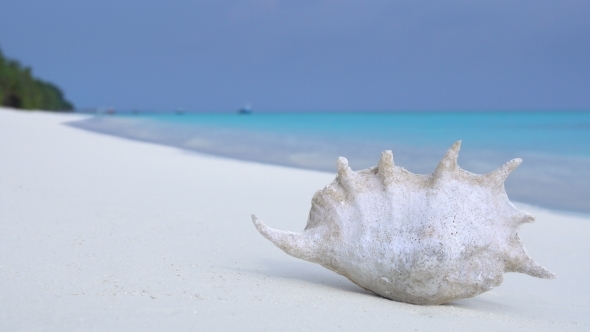 Seashell on Sandy Maldivian Beach, Nobody alt