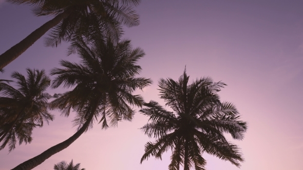 Sunset Through Coconut Palm Tree Leaf Silhouette, Stock Footage | VideoHive