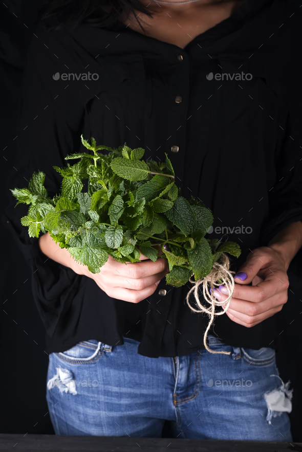 fresh grow bunch green organic mint leaf plant harvest in hand - Stock Photo - Images
