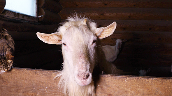 White Goat in Paddock on the Farm