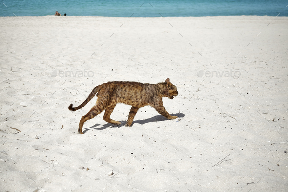 Stray cat runs through an empty beach Stock Photo by Maciejbledowski