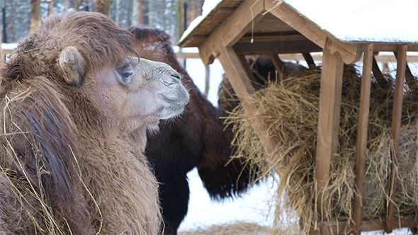 Camels at The Feeder Eating Hay