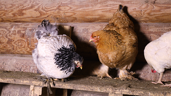 Domestic Chickens in The Henhouse