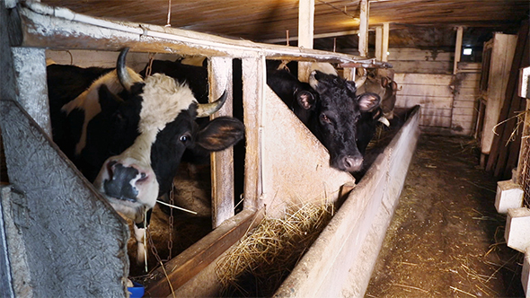 Dairy Cows in The Stall