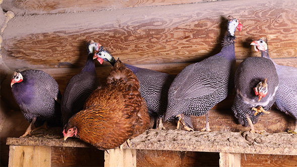 Helmeted Guineafowls Sitting at The Roost