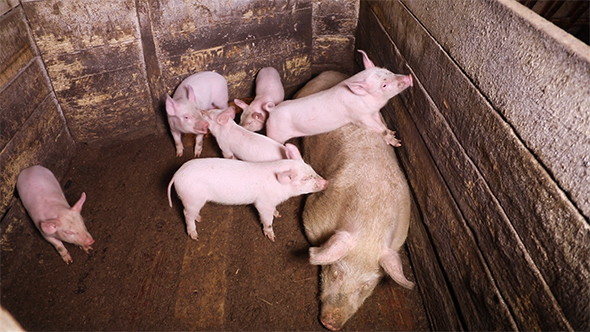 The Sow And Piglets in The Corner of Pigsty