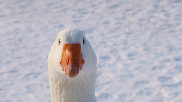 White Goose on Winter Background