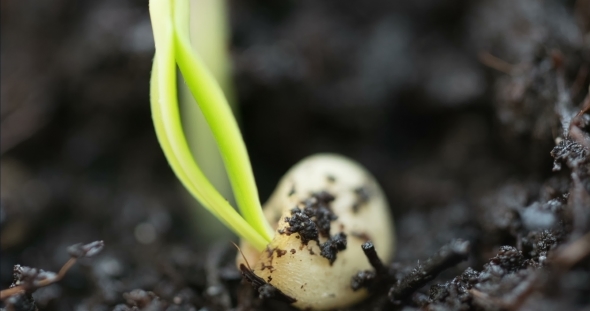 Epic Shot on Magic Nature Germination Process Small Plant Leaving His Seed on the Ground While