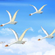 Flock of Swans Flies in the Sky - VideoHive Item for Sale