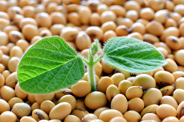 Young soy plant, germinating from soy seeds Stock Photo by UrosPoteko