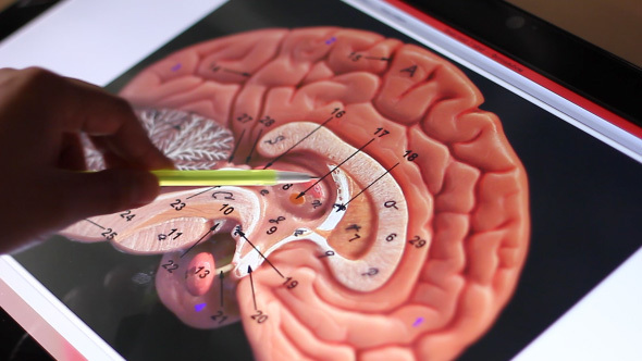 Analyzing Model Of Human Brain On Touch Screen Computer