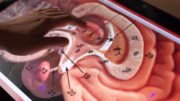 Analyzing Model Of Human Brain On Touch Screen Computer