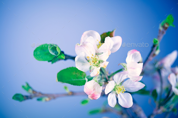 Blooming of apple tree - Stock Photo - Images
