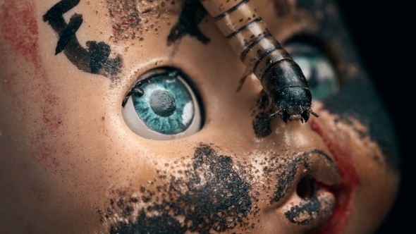 Larva Crawls on the Face of an Old Doll alt
